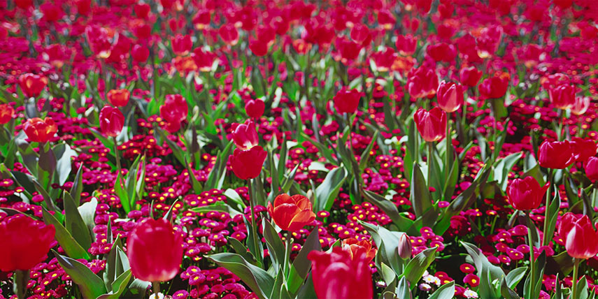 Wickham Lane Film_40